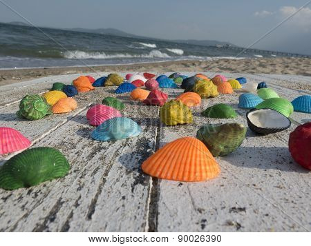 Unusual Seashells On A Wooden Table