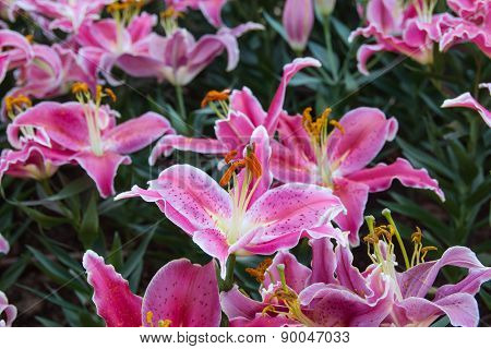 Pink zephyranthes lily flower