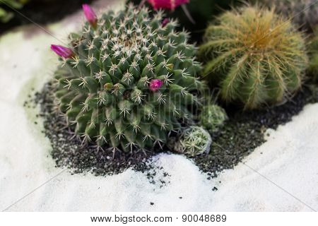 the beautiful actus in pot