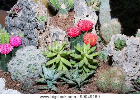 Cactus in pot