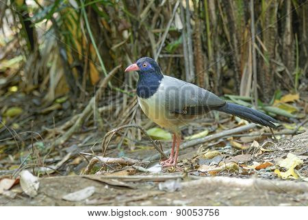 Coral-billed Ground Cuckoo.beautiful Bird On The Earth