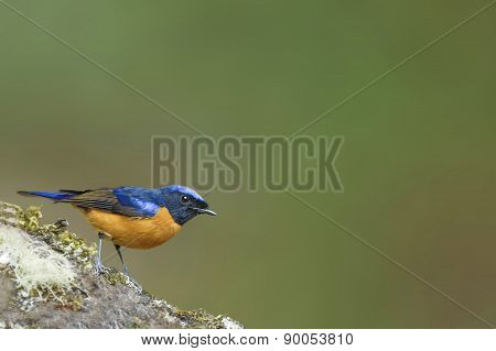 Vivid Niltava Beautiful Bird Perching On Timber