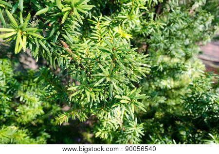 The evergreen plant