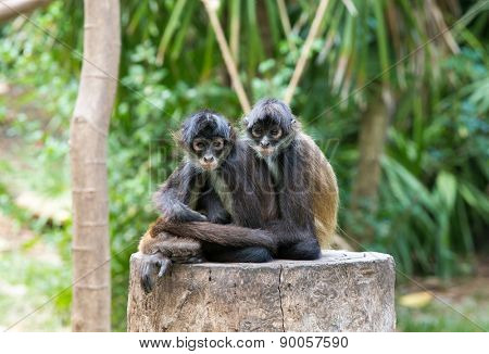 Spider monkey on a tree