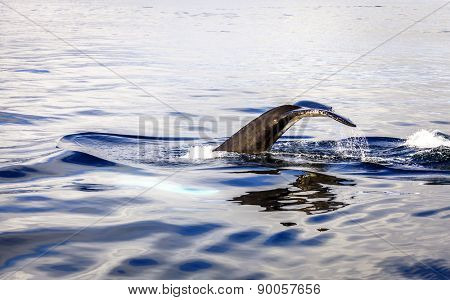 Diving humpback whale