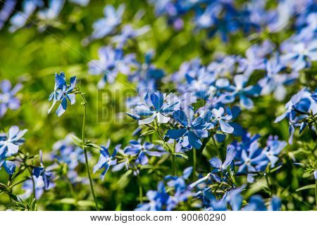 Blue flowers