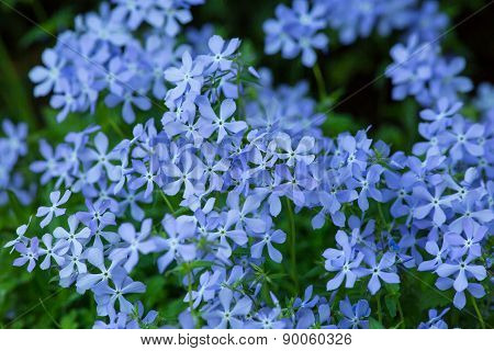Blue flowers