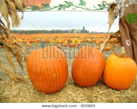 Pumpkins Framed