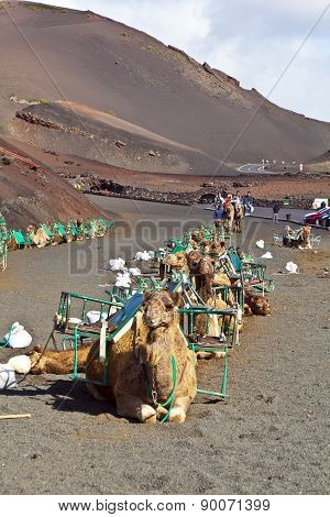 Tourists Riding On Camels Being Guided By Local People Through The Famous Timanfaya National Park