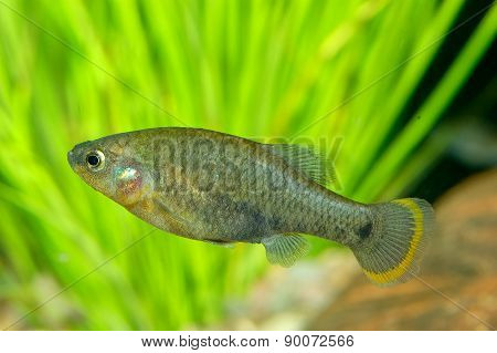 Goodeid Fish