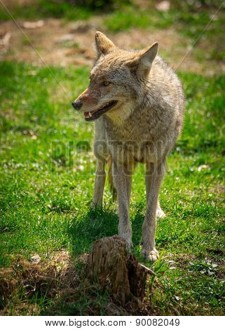 North American Coyote ( Canis Latrans)