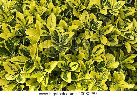 tropical plants