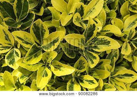 tropical plants