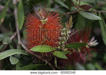 tropical plants