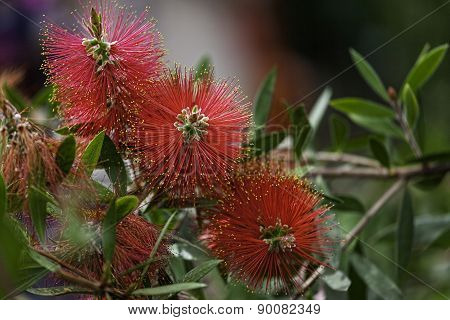 tropical plants