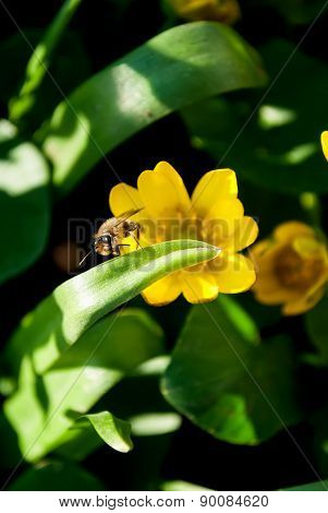 Bee On Yellow Flower In The Garden