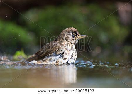 Mistle Thrush bathing with splashes in nature water