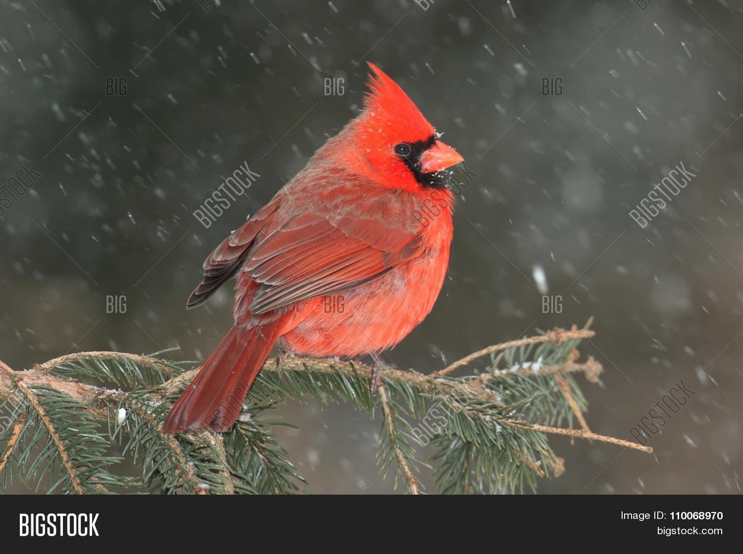 cardinal snow image photo free trial bigstock