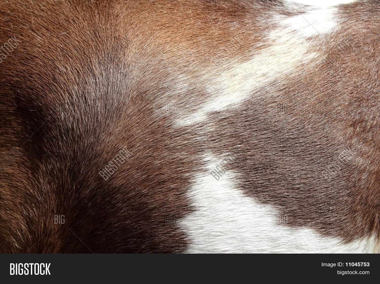 Horse Hair Skin Image & Photo (Free Trial) Bigstock