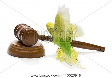 Animal Rights Concept
