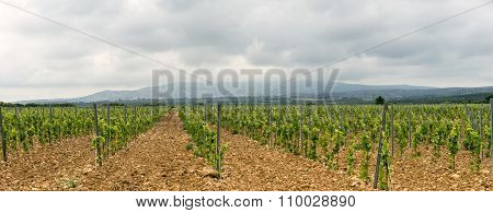 Vineyard In Languedoc-roussillon (france)