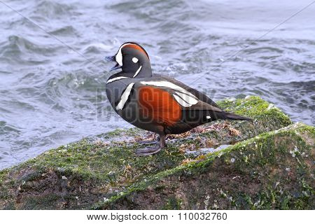 Harlequin Duck
