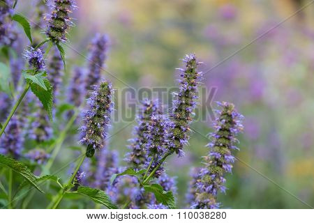 Blooming Verbana Garden With View At Selective Focus