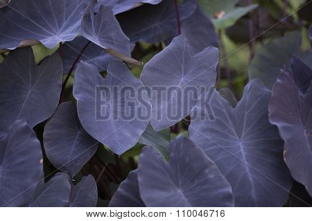 Colocasia Esculenta Plant