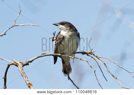 Eastern Kingbird
