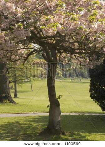 Sökvägen våren Blossom