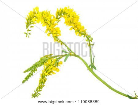 Medicinal plant: Melilotus officinalis (Yellow Sweet Clower)