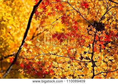 Neon Glow Maple Leaves