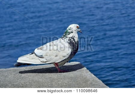 Lonesome Dove Sitting On A Stone, On Background Of Sea