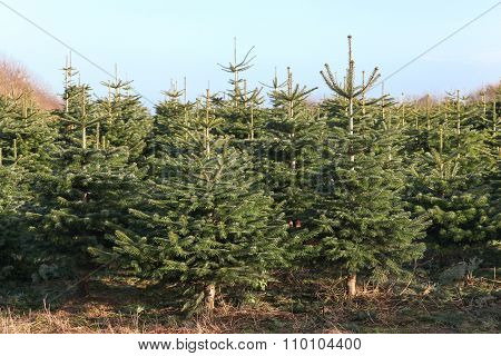 Nordmann fir plantation in Denmark