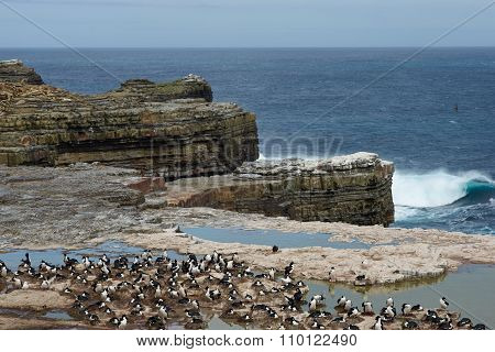 Imperial Shag Colony