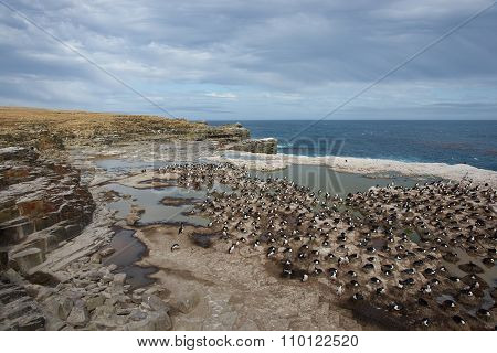 Imperial Shag Colony