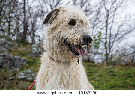 Portrait of beautiful Irish Wolfhound dog in the castle
