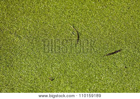 Duckweed, Lemna Minor