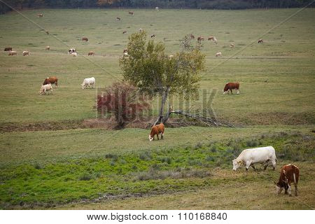 Cows On Autumn Pasture