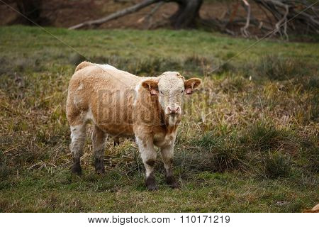 Bull In Pasture, Czech Republic