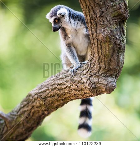 Lemur kata (Lemur catta)