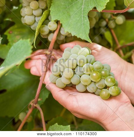 Bunch of white grapes on the vine. Bunches are upheld with woman's hands.