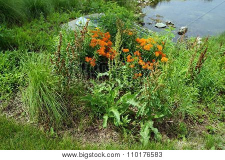 Flowers Beside a Culvert