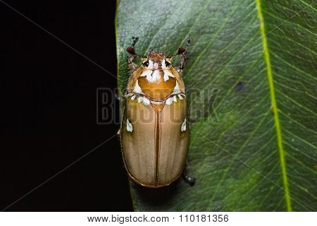 White Man-faced June Beetle