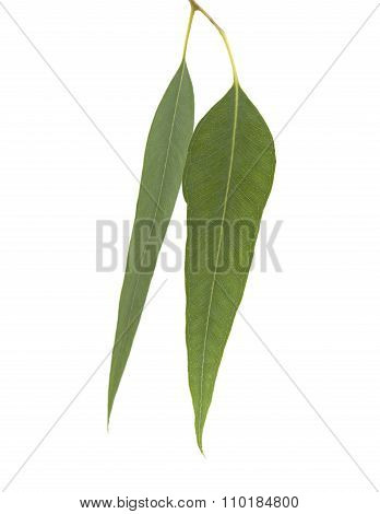 Fresh Eukalyptus Leaves