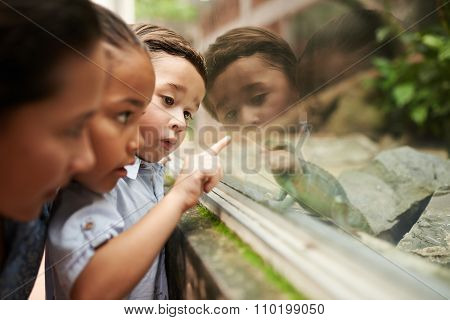Looking at lizard