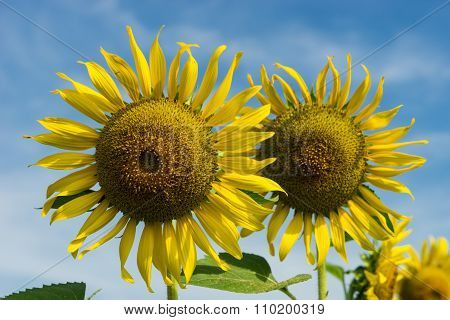 Sunflower and Sky background in Thailand