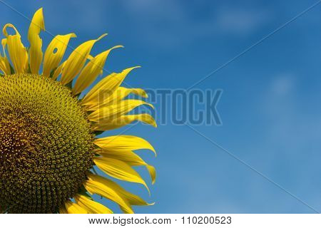 Sunflower and Sky background in Thailand
