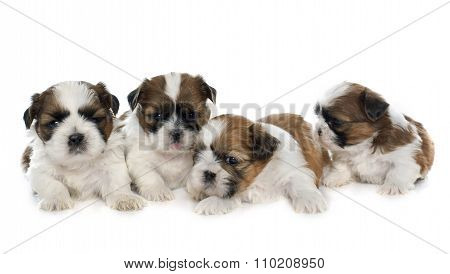 Four Puppies Shitzu