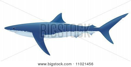 Blue Shark
